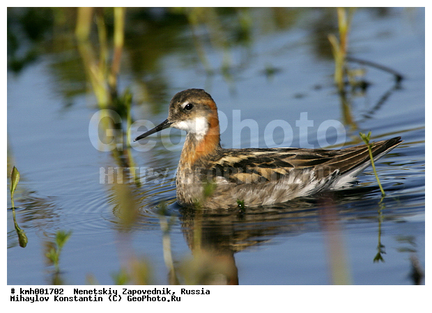 �������� ������, ��������, ��������, ��������, �����������, �����, �����, �����, ������, ������� �����, ������� �����, XYZ, ���������, Scolopacidae, ����������� ���������, Phalaropus lobatus